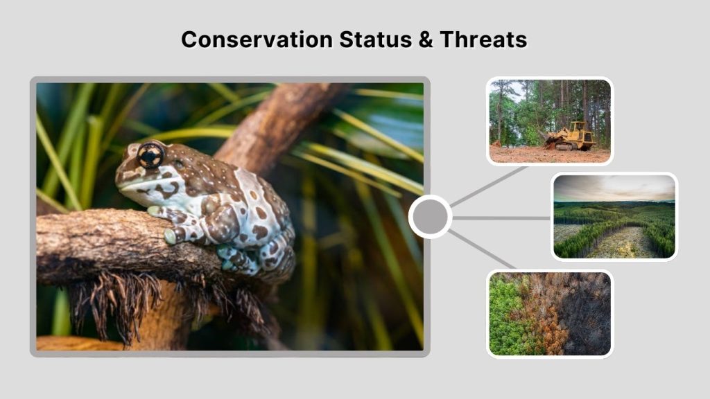 Conservation Status & Threats