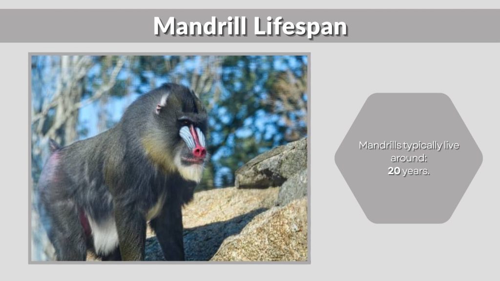 Mandrill Lifespan