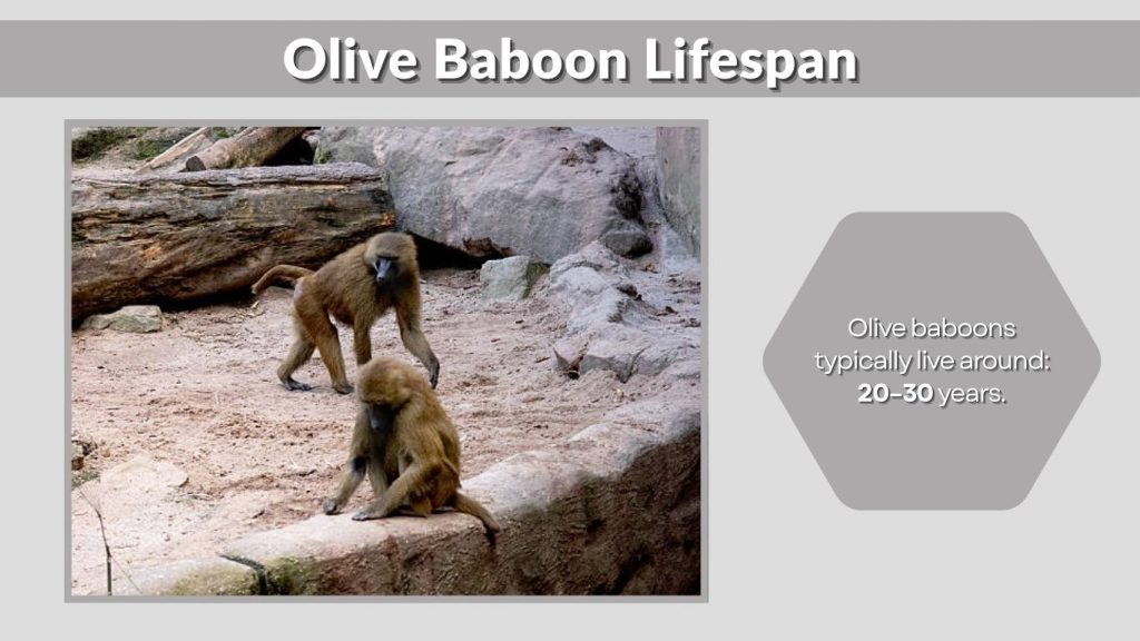Olive Baboon Lifespan