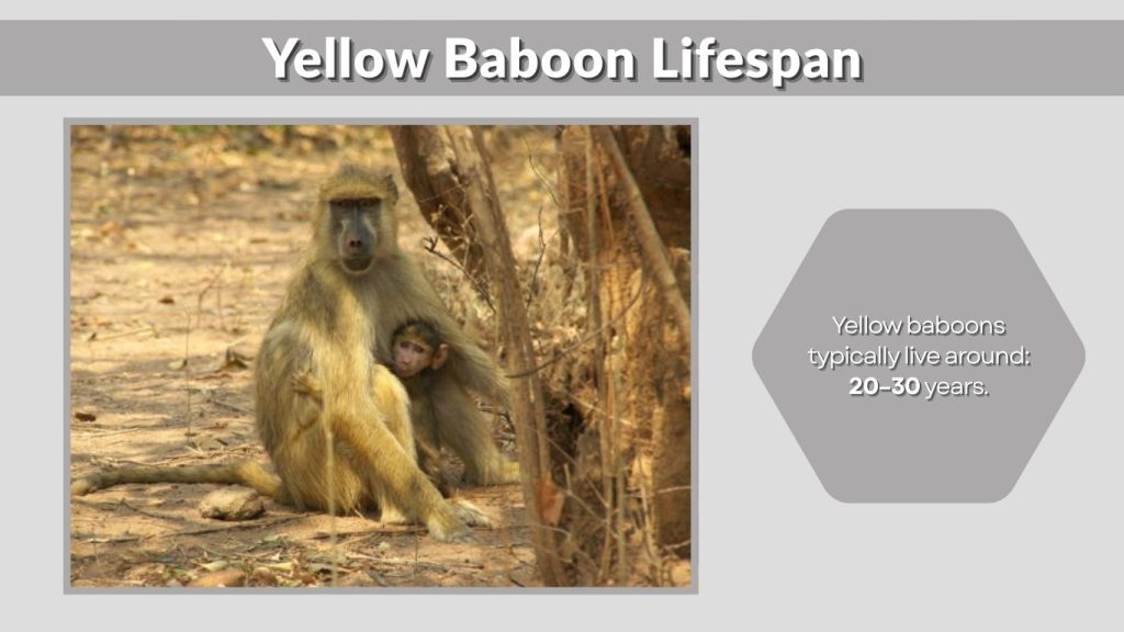 Yellow Baboon Lifespan