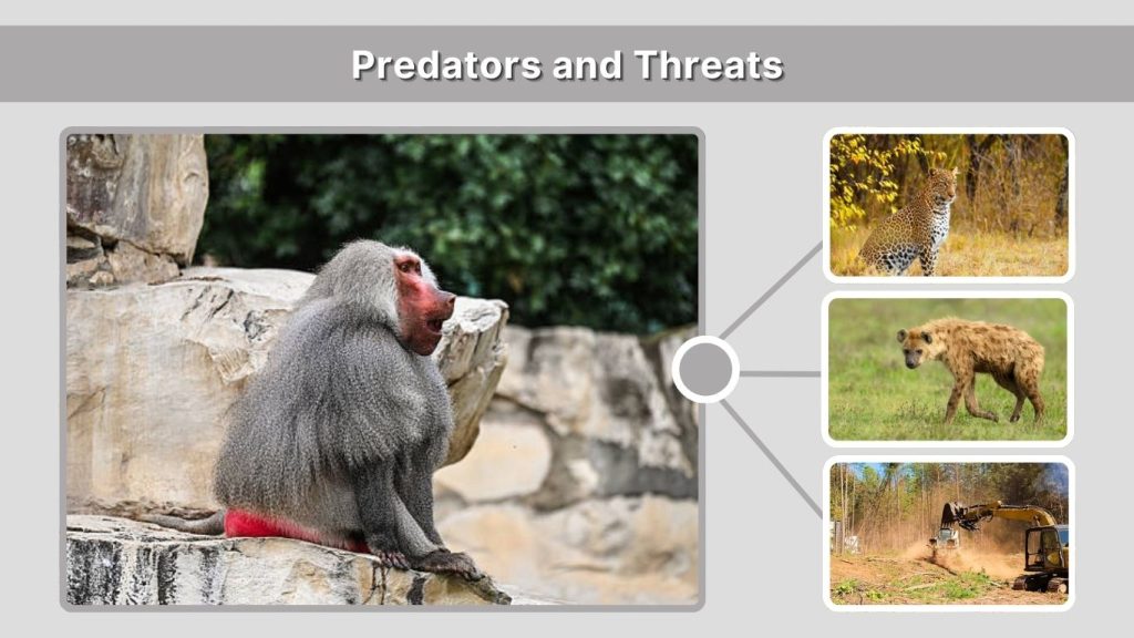 Predators and Threats