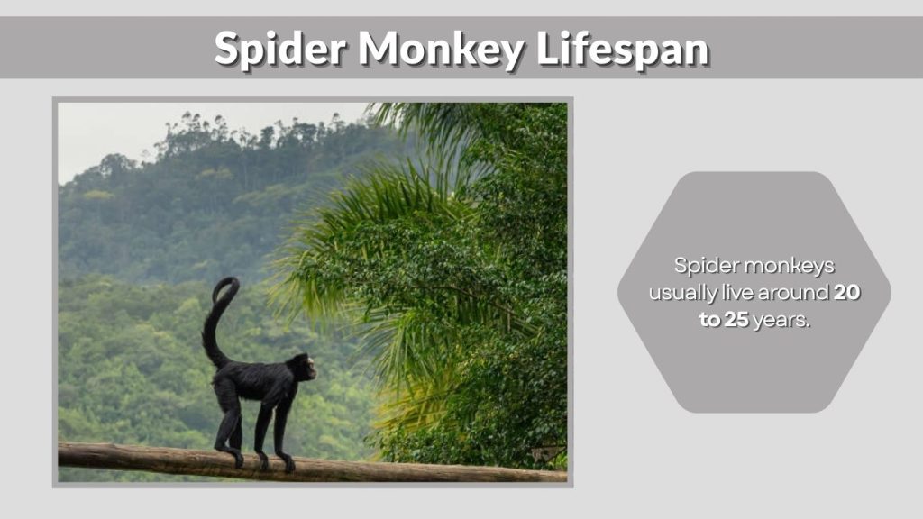 Spider Monkey Lifespan