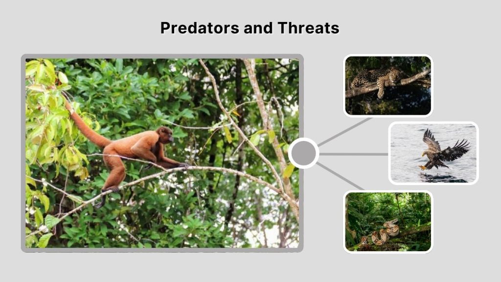 Predators and Threats