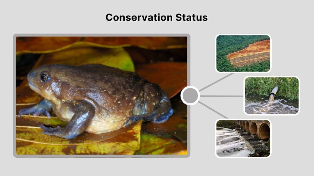 Conservation Status