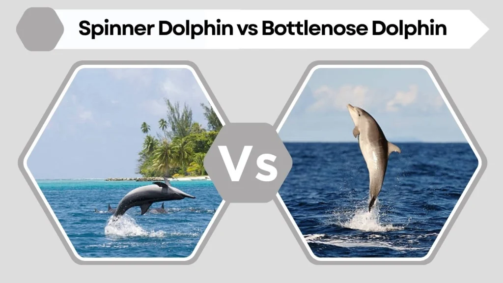 Spinner Dolphin vs Bottlenose Dolphin
