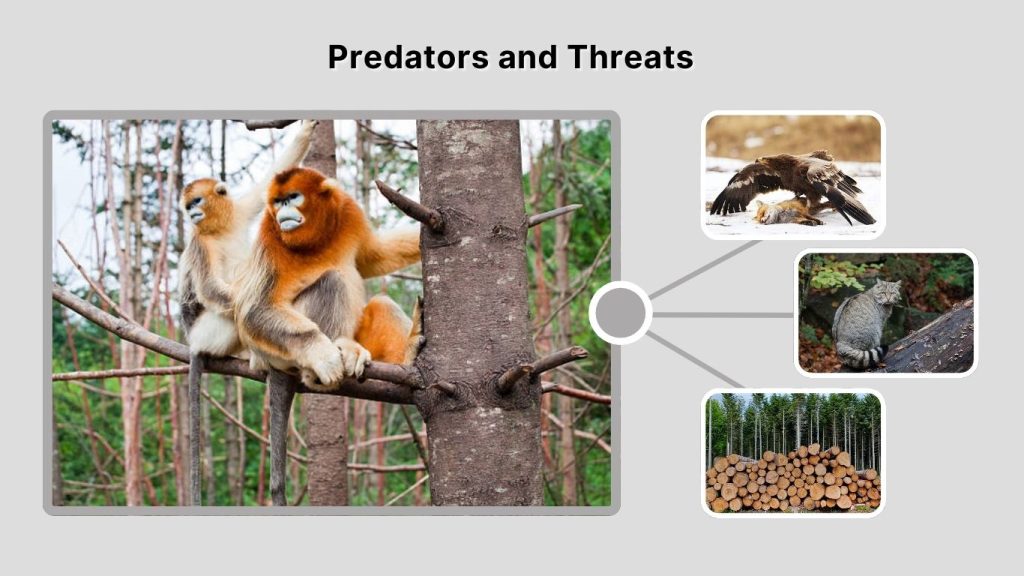 Predators and Threats