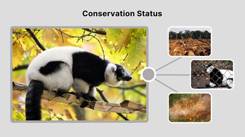 Conservation Status