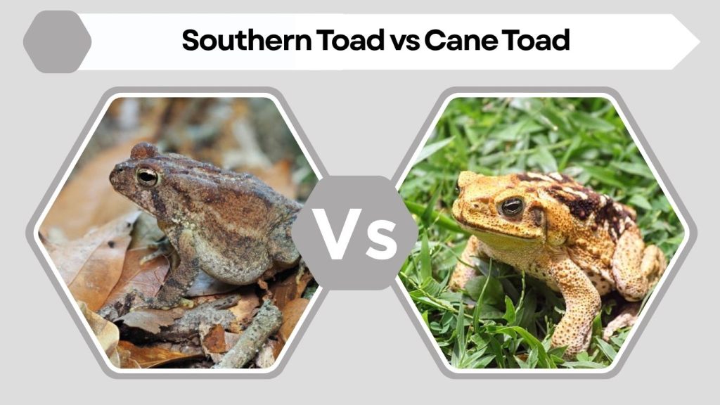 Southern Toad vs Cane Toad