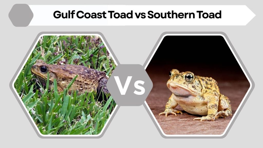 Gulf Coast Toad vs Southern Toad