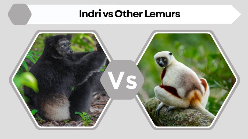 Indri vs Other Lemurs