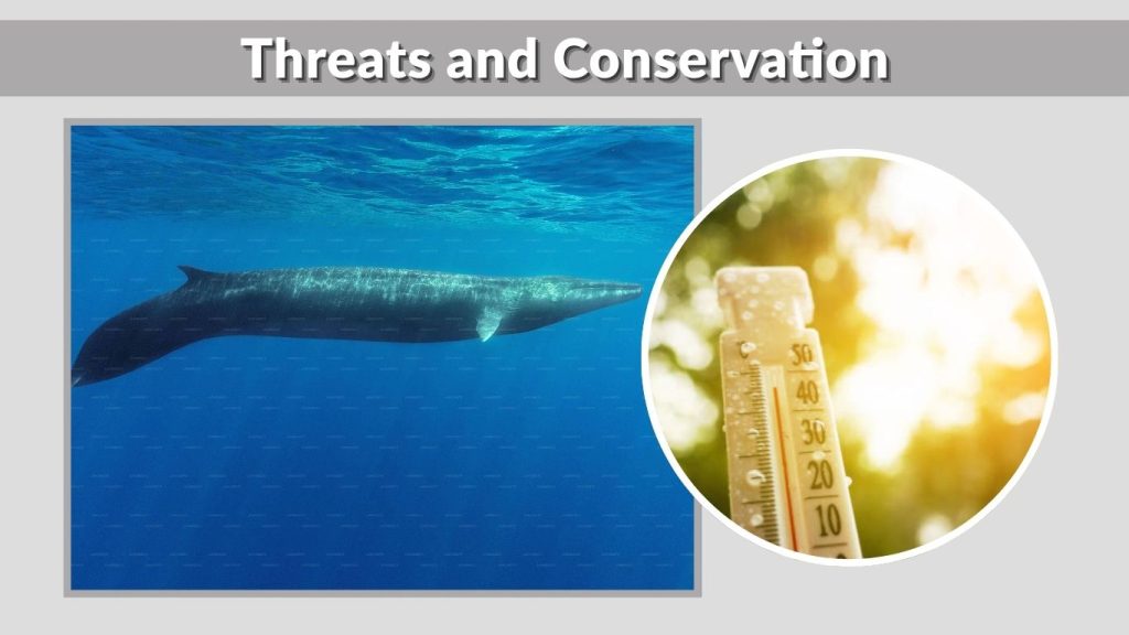 Threats and Conservation
