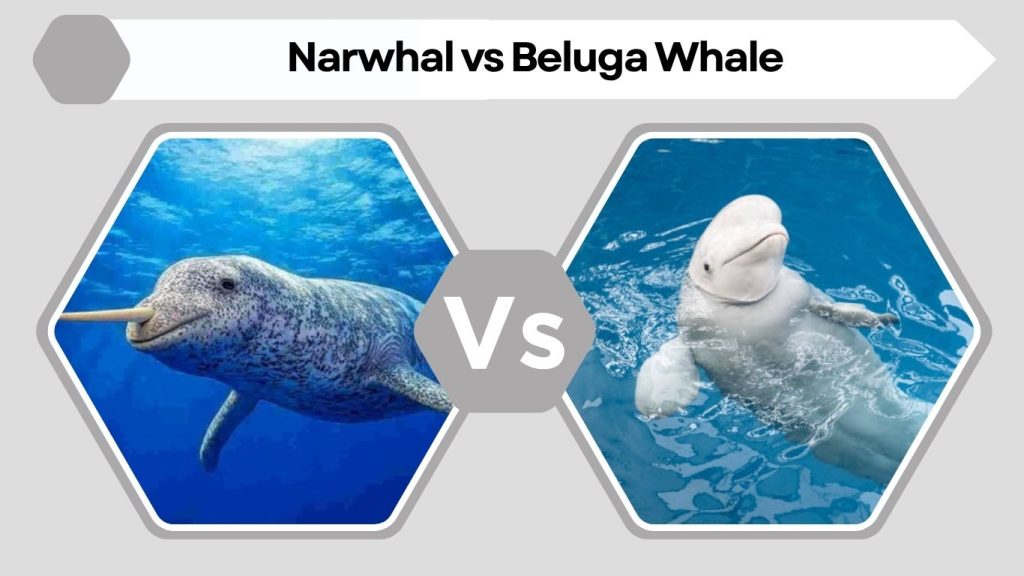 Narwhal vs Beluga Whale