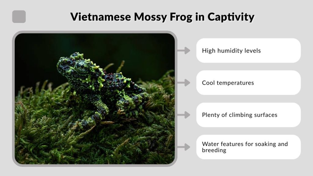 Vietnamese Mossy Frog in Captivity