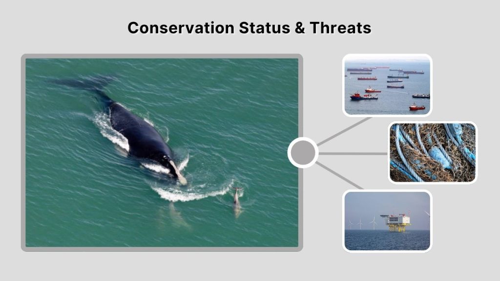 Conservation Status & Threats