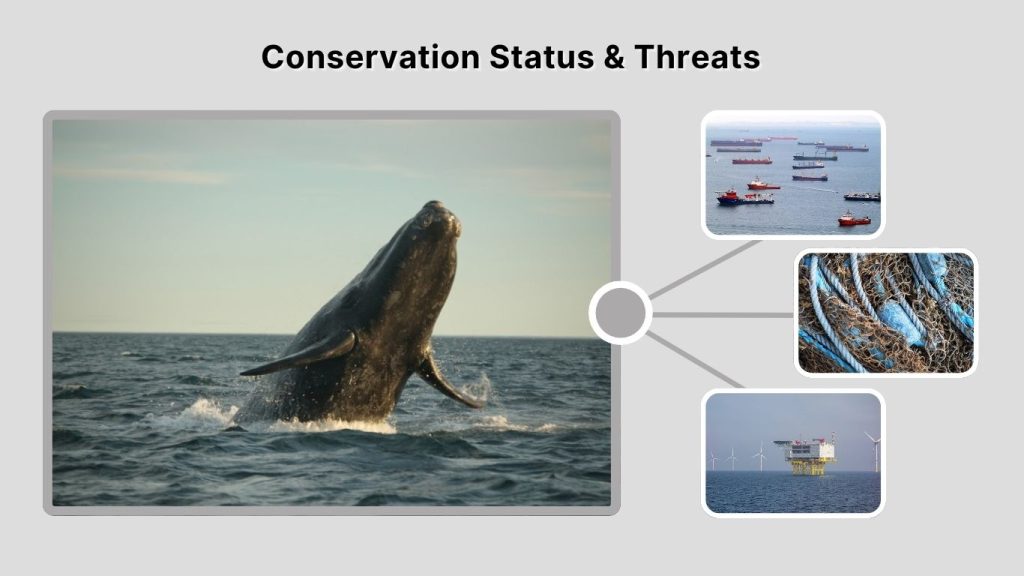 Conservation Status & Threats