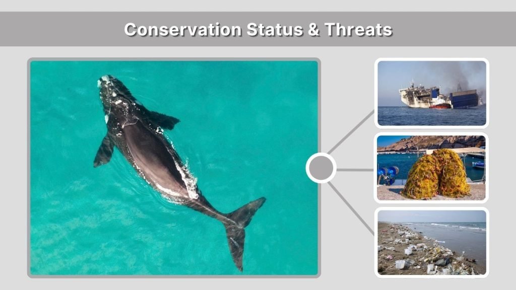 Conservation Status & Threats
