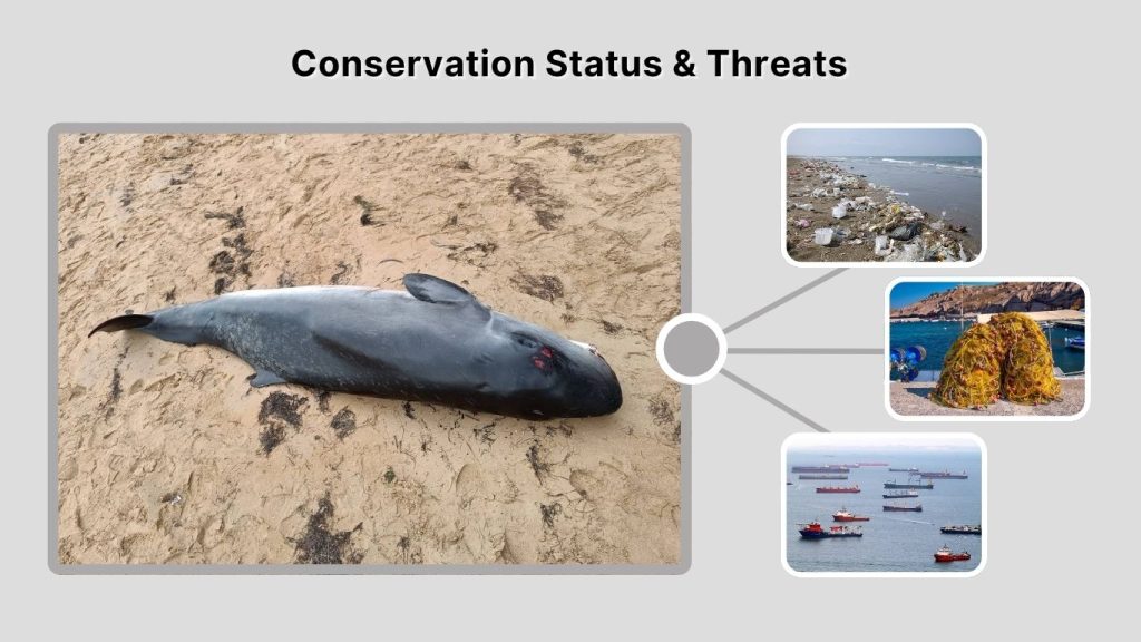 Conservation Status & Threats