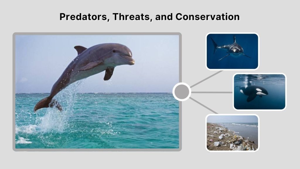 Predators, Threats, and Conservation