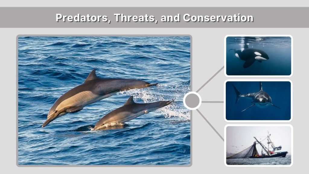 Predators, Threats, and Conservation