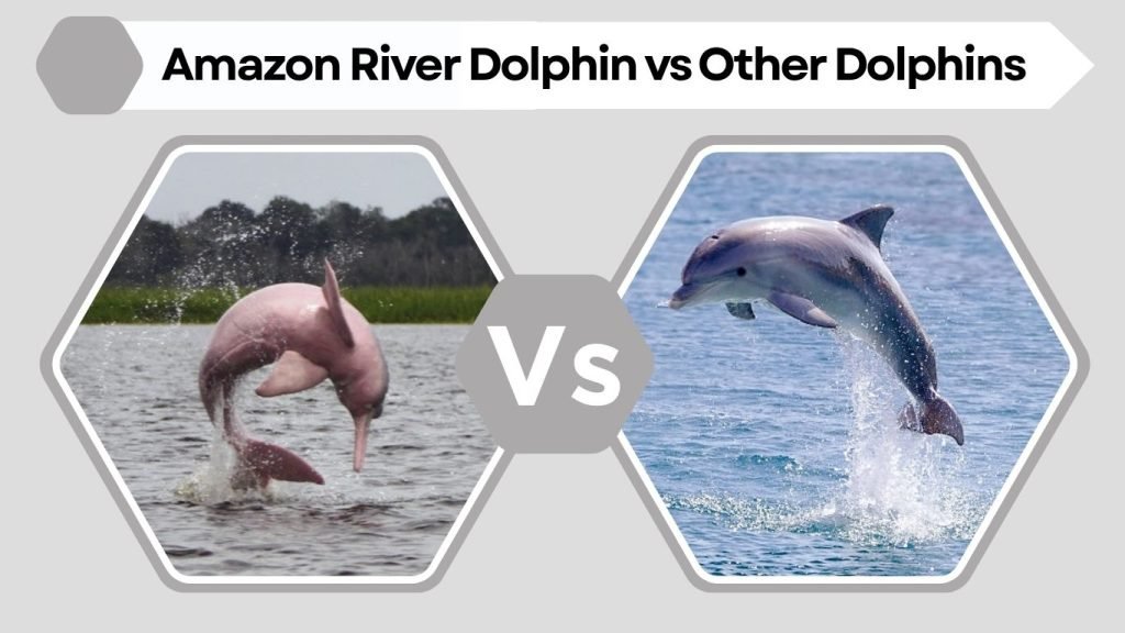 Amazon River Dolphin vs Other Dolphins
