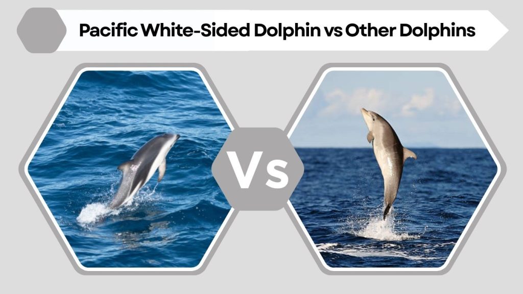 Pacific White-Sided Dolphin vs Other Dolphins