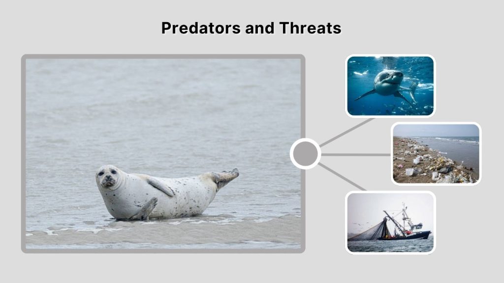 Predators and Threats