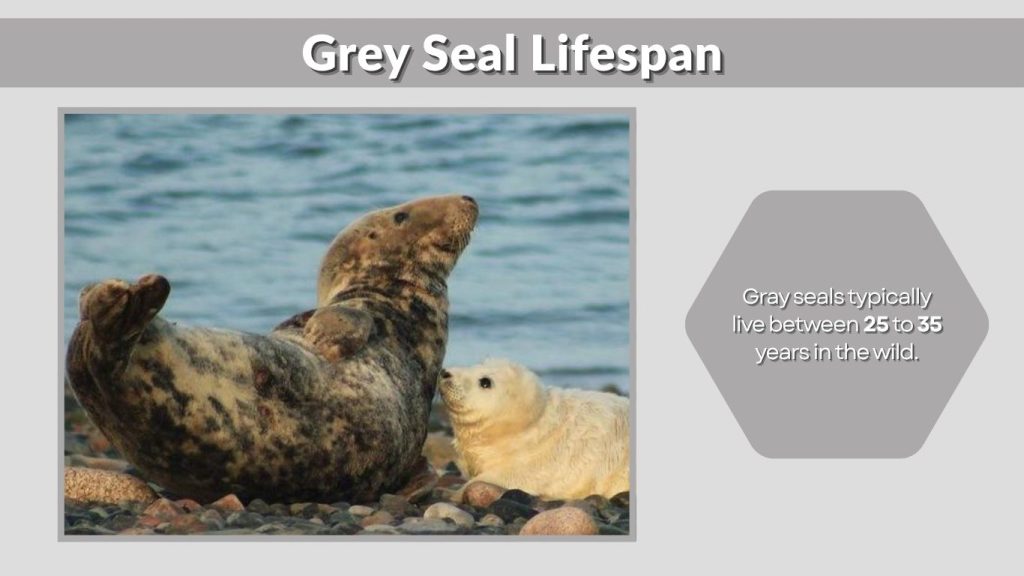 Grey Seal Lifespan