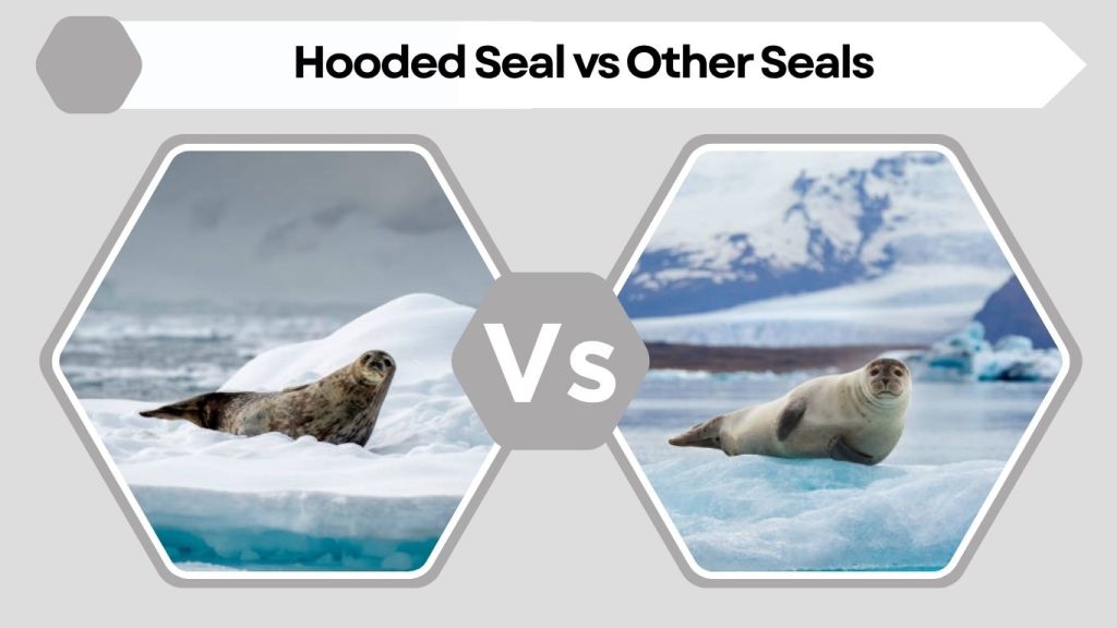 Hooded Seal vs Other Seals