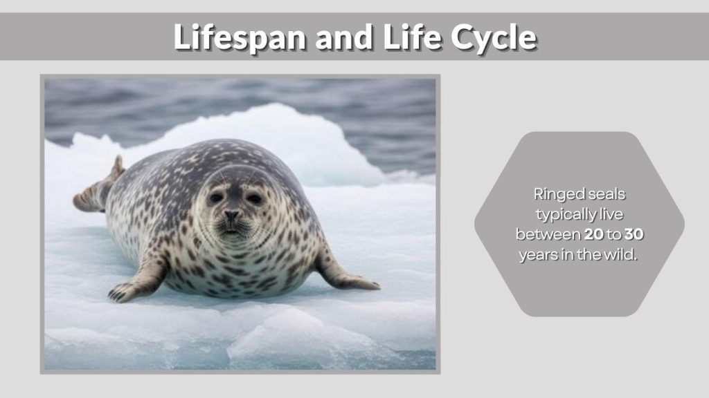 Lifespan and Life Cycle