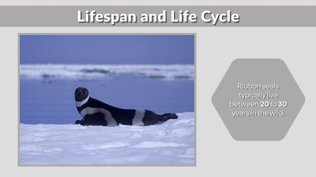 Lifespan and Life Cycle