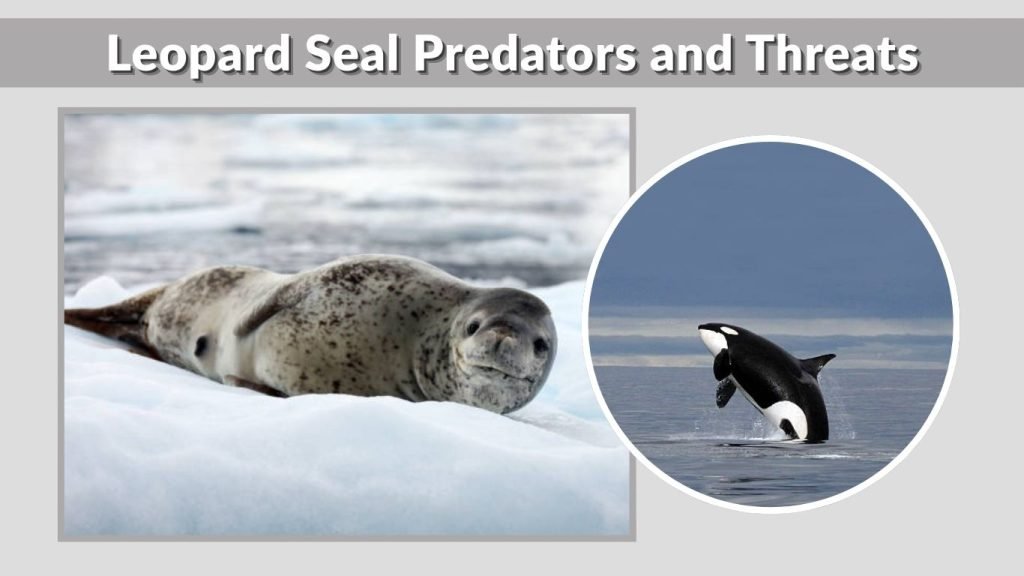Leopard Seal Predators and Threats