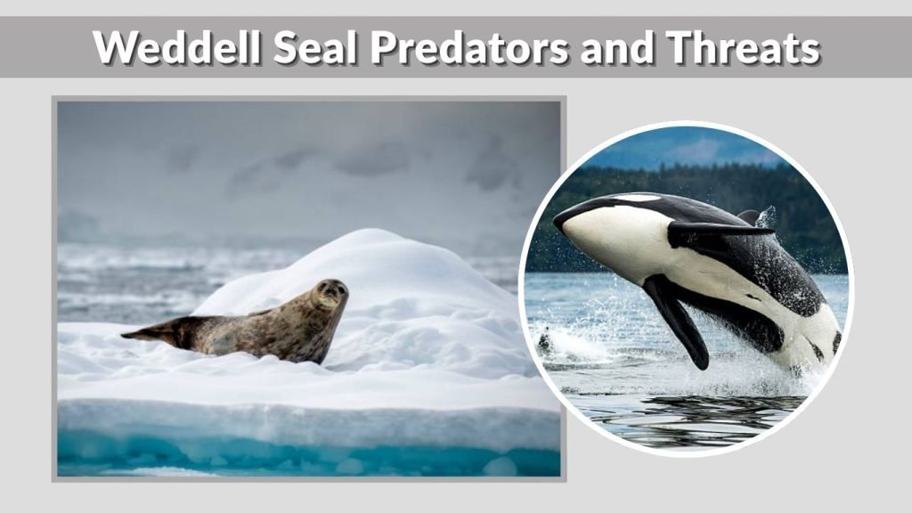 Weddell Seal Predators and Threats