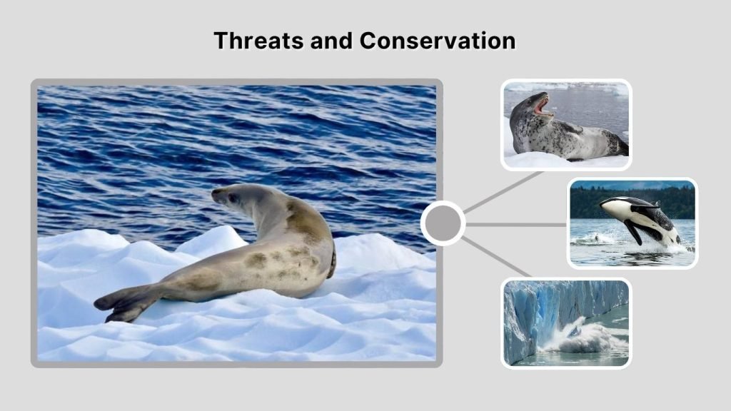 Threats and Conservation