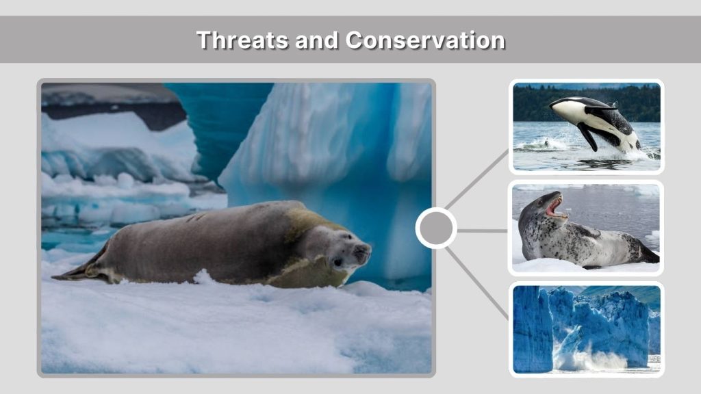 Threats and Conservation