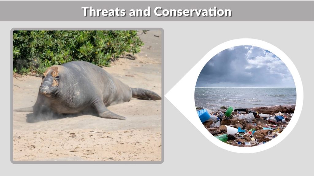 Threats and Conservation