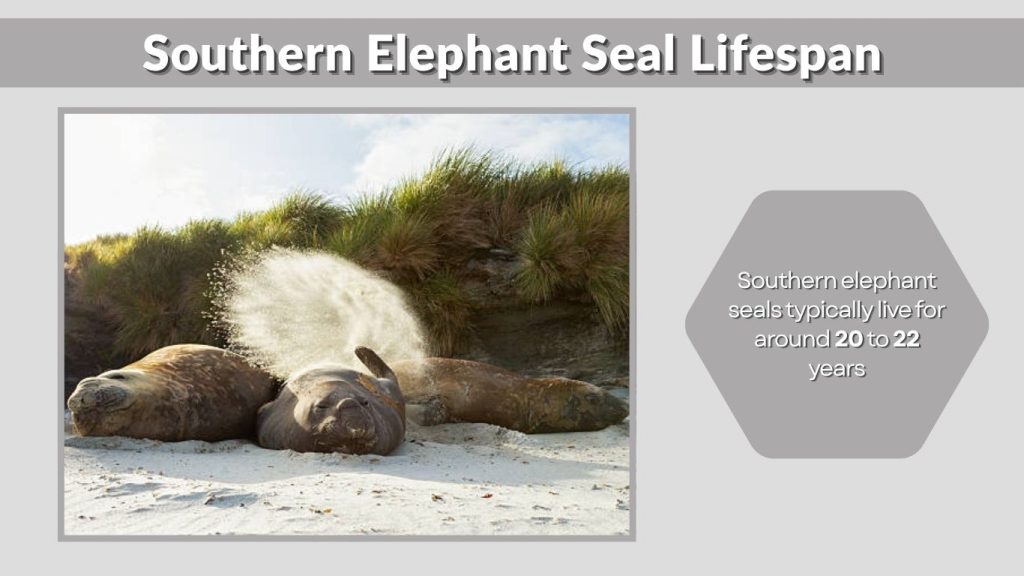 Southern Elephant Seal Lifespan