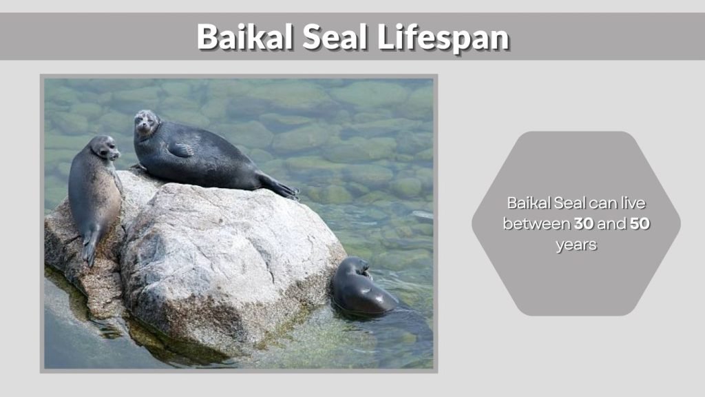 Baikal Seal Lifespan