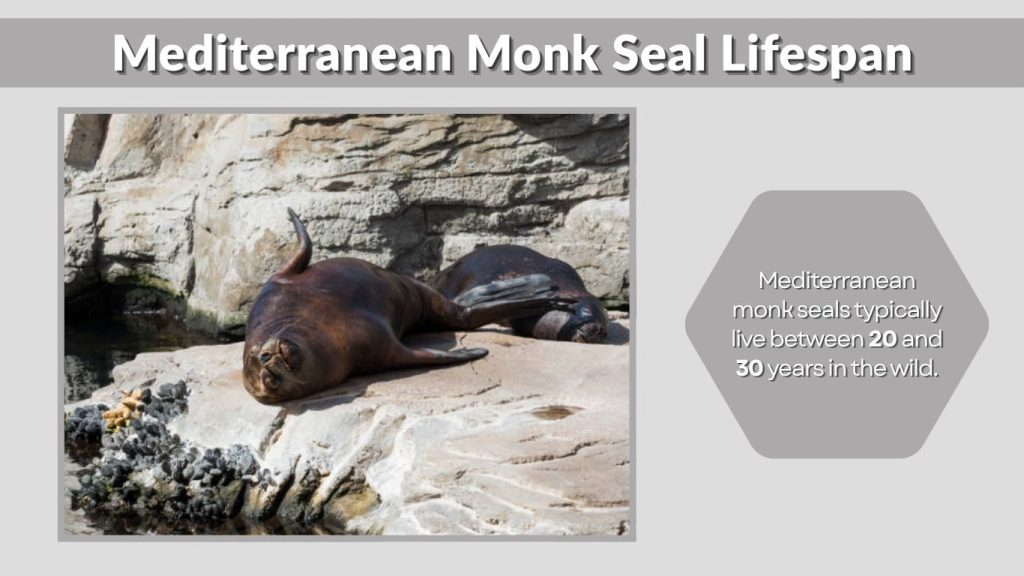 Mediterranean Monk Seal Lifespan