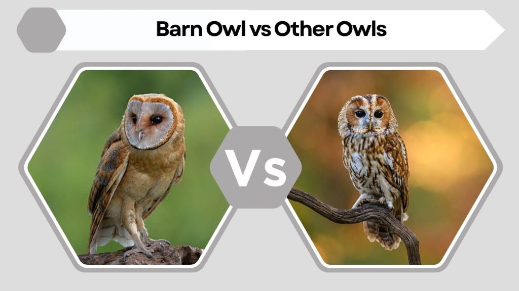 Barn Owl vs Other Owls