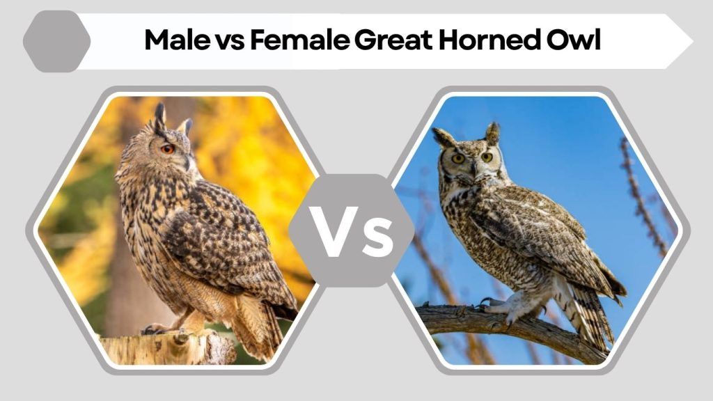 Male vs Female Great Horned Owl