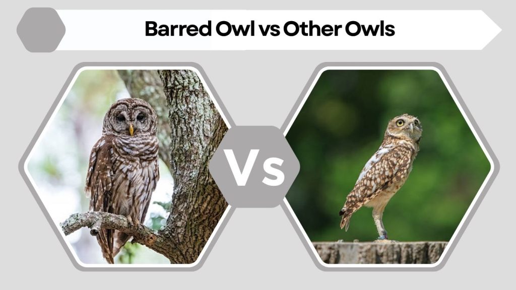 Barred Owl vs Other Owls