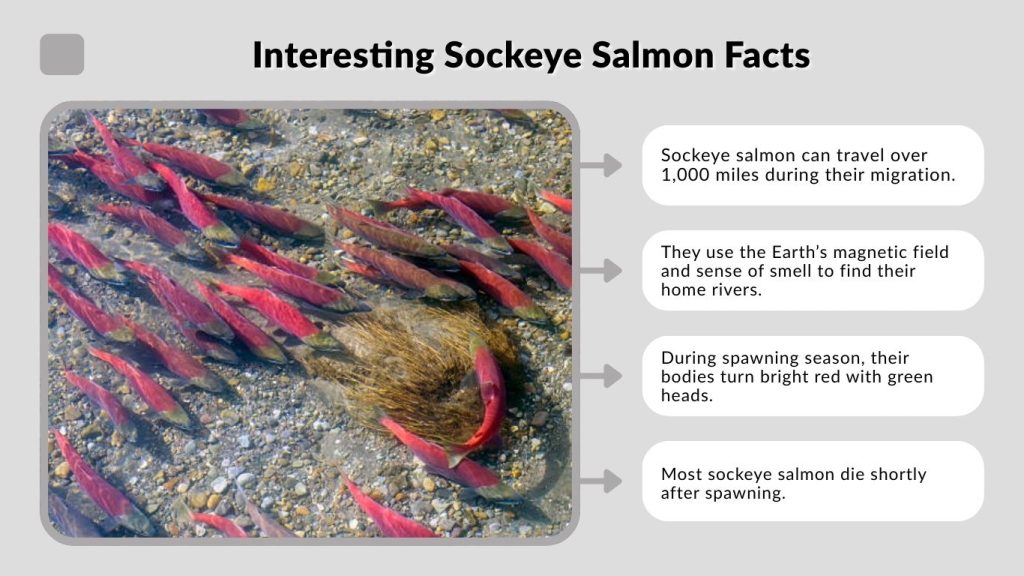 Interesting Sockeye Salmon Facts