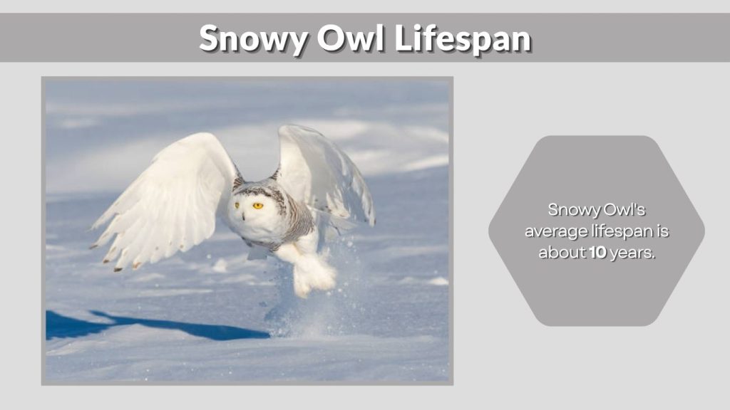 Snowy Owl Lifespan