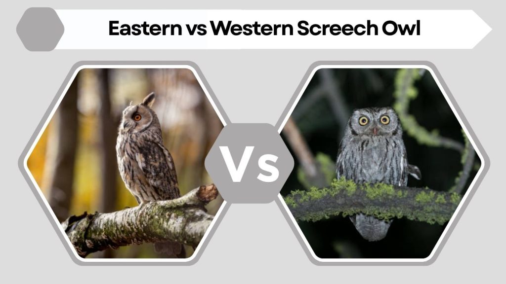 Eastern vs Western Screech Owl