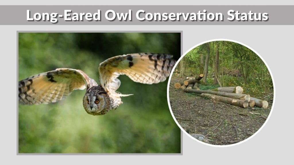 Long-Eared Owl Conservation Status