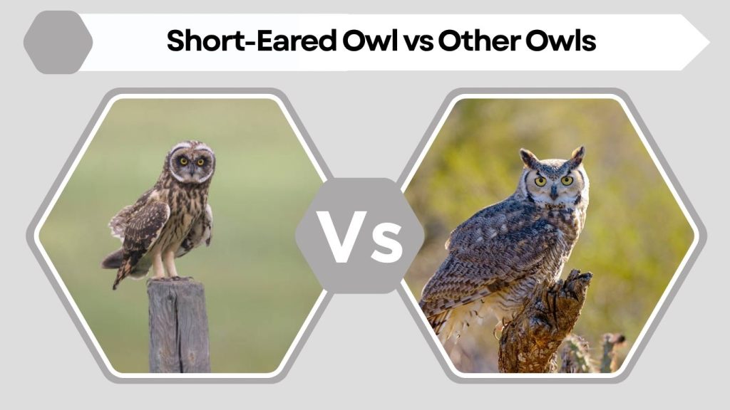 Short-Eared Owl vs Other Owls