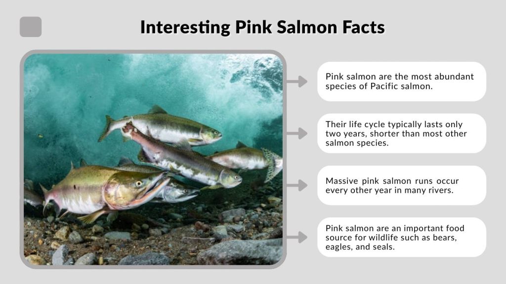 Interesting Pink Salmon Facts