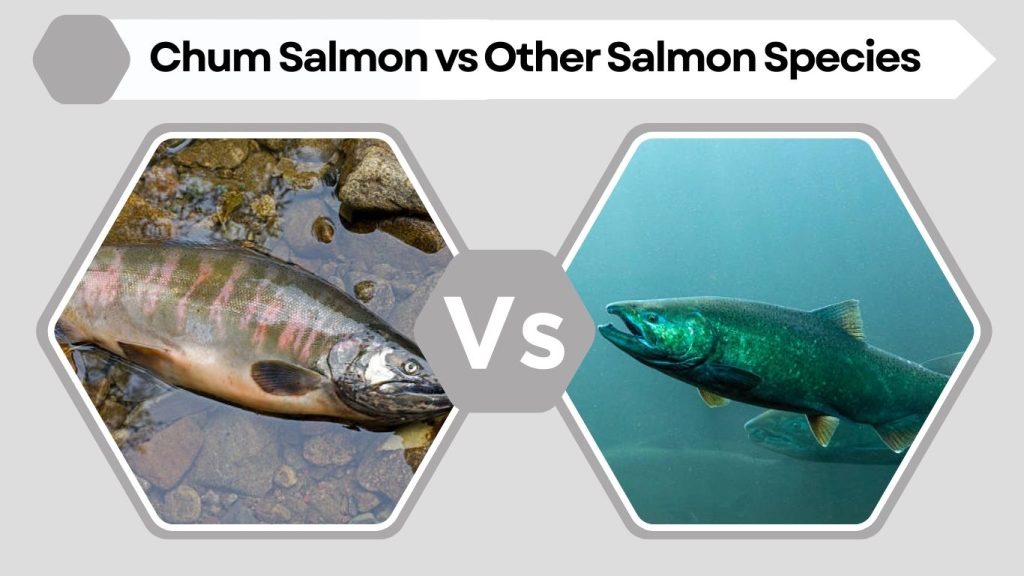 Chum Salmon vs Other Salmon Species