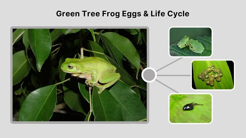 Green Tree Frog Eggs & Life Cycle