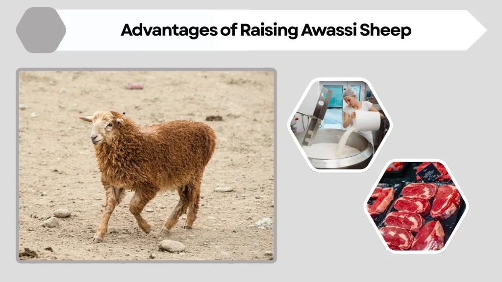 Advantages of Raising Awassi Sheep